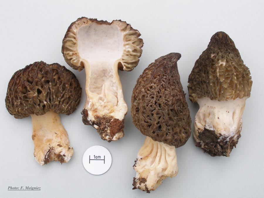 Morchella conica